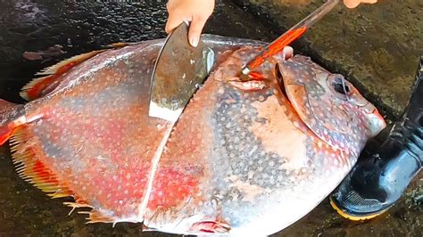 Fish Filleting Giant Opah Sunfishmoonfishtaiwanese Street Food