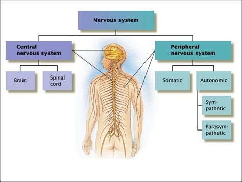 Labeled Diagram Of The Nervous System Human Nervous