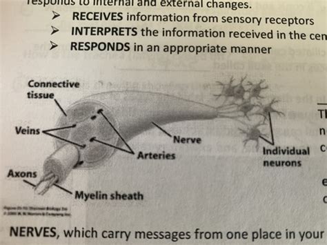 Nervous System Copy Flashcards Quizlet