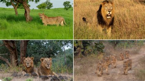 PM Lauds All Those Working Towards Protecting The Habitat Of Lions On The Occasion Of World Lion Day