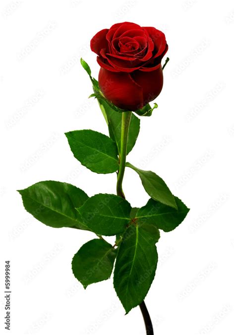 Single red rose on a white background Stock Photo | Adobe Stock