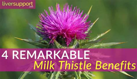 4 Remarkable Milk Thistle Benefits - LiverSupport.com