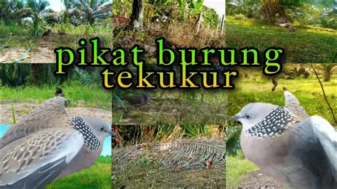 Mencari Burung Tekukur Liar Di Kebun Pikat Burung Tekukur Youtube