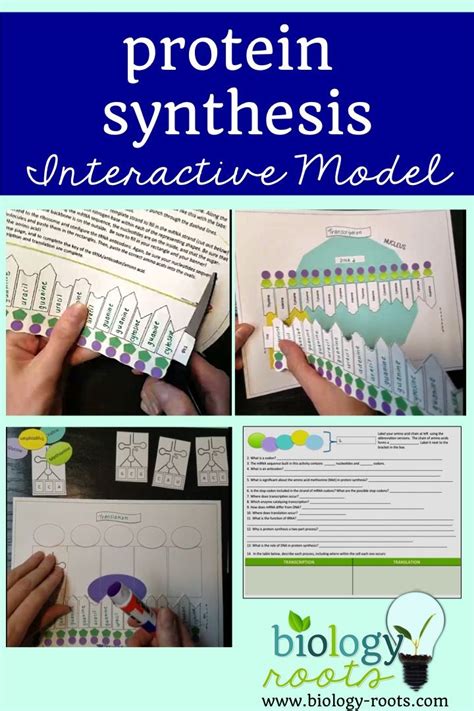 Protein Synthesis Activity For Biology Class This Model Demonstrates Transcription And