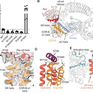 The Kinase C Helix Cor B Interface A Effect Of Mutations In The Kinase