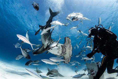 Bimini dive location in Bahamas, Caribbean | Dive Worldwide