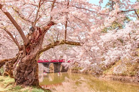 2020年弘前さくらまつり見頃や見所は世界に誇る桜の絶景まとめ PLAYFUL