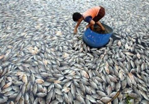 60 Ton Ikan Mati Mendadak Di Danau Maninjau Gara Gara Diterpa Angin