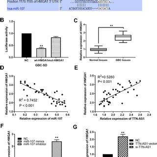 HMGA1 Is A Direct Target Of MiR 107 A The Binding Sites Between HMGA1