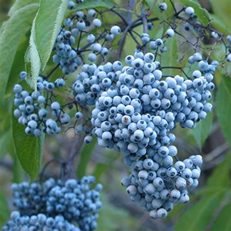 7 Top Elderberry Varieties to Grow in Your Backyard