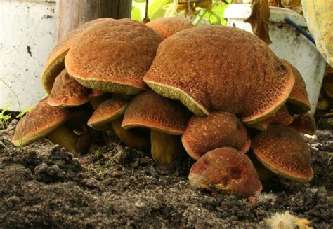 Wild Mushrooms Stuffed Mushrooms Food C Plant Magic Slime Mould Mushroom Fungi Lichen