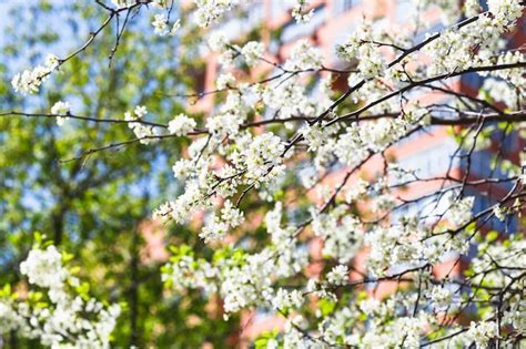 Premium Photo Twigs Of Blossoming Cherry Tree And Urban House