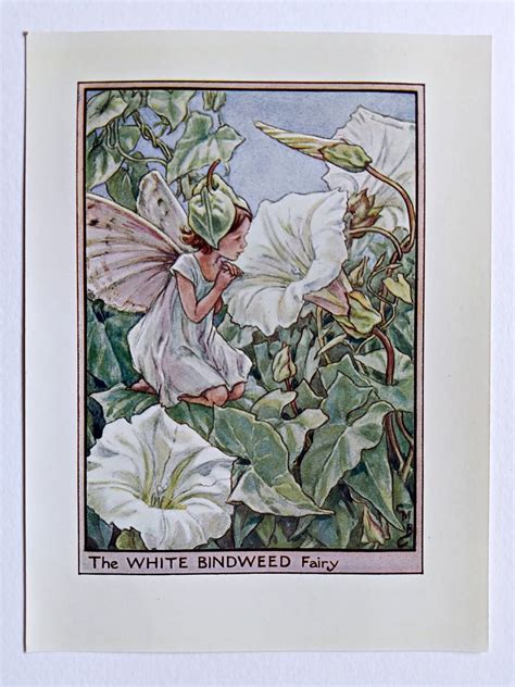 White Bindweed Flower Fairy Print Flower Fairy Prints