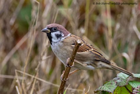 Tree Sparrow Bempton North Yorkshire Bob Hurrell Wildlife Flickr