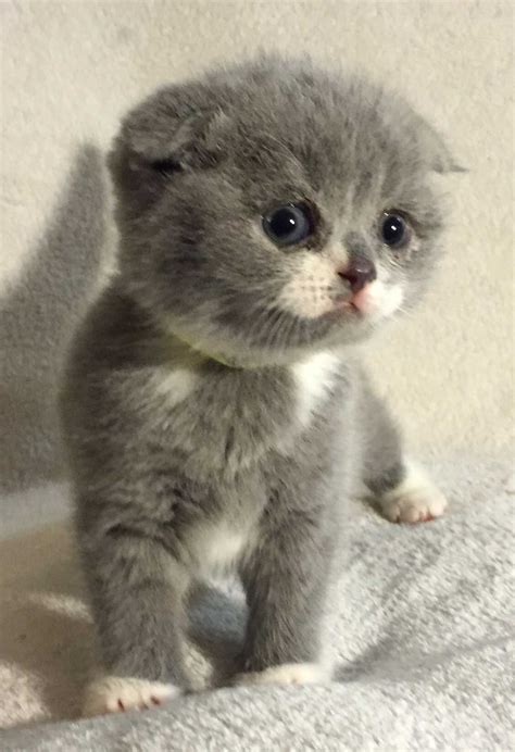 Munchkin Cats For Sale In Michigan