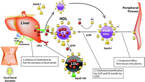 Diagram of reverse cholesterol transport. Reverse cholesterol transport ...