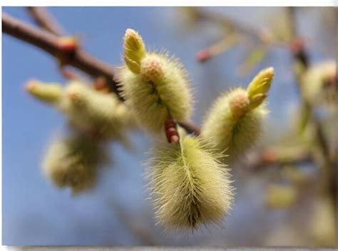 Premium Photo Fluffy Yellow Willow Earrings On A Blurred Purple