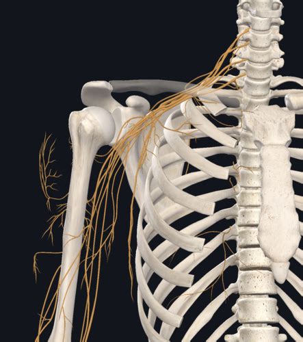 Plexus Brachialis Flashcards Quizlet