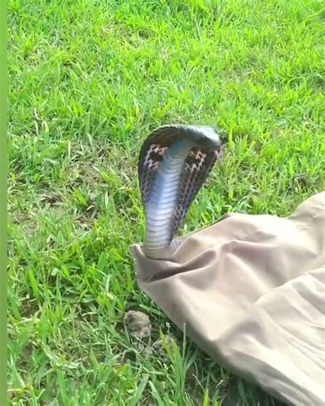 Spectacled Cobra High Venomous Rescue And Release Forest Snake Cobra