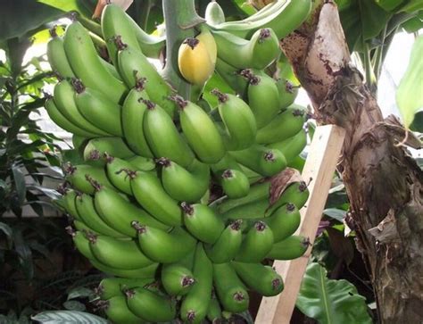 The Imminent Death Of The Cavendish Banana And Why It Affects Us All