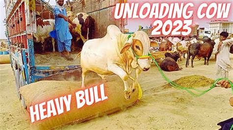 Heavy Bull Unloading Cow 2023 Karachi Northern Bypass Maweshi Cow Mandi