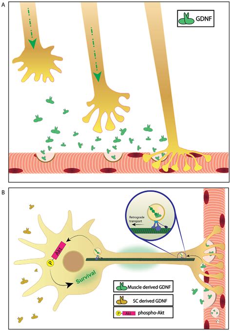 Model Depicting The Dual Function Of Gdnf In Motoneurons In Promoting