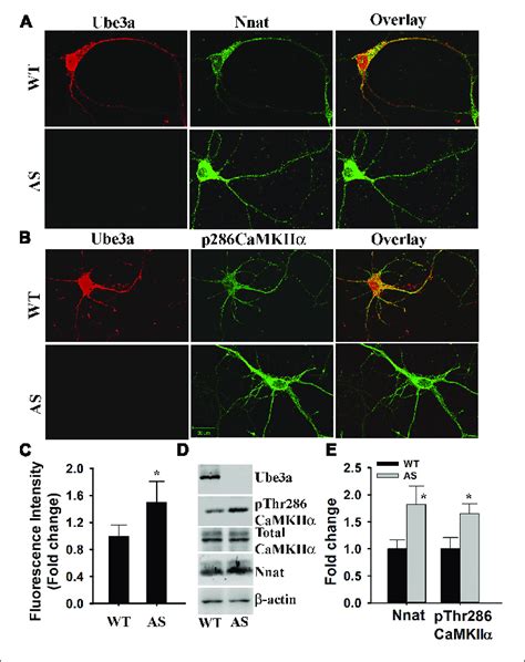 Primary Cultured Cortical Neurons E16 14div Prepared From As Mice Download Scientific