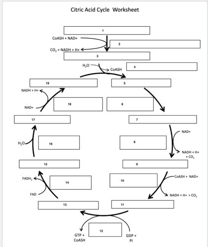 Tca Cycle Flashcards Quizlet