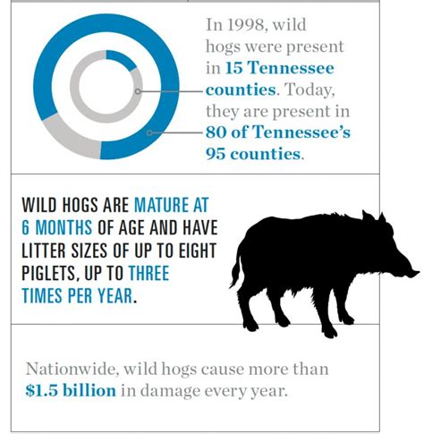 Navigating The Wild Understanding Tennessees Wild Hog Distribution