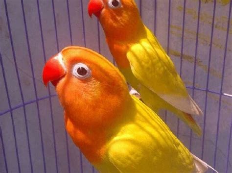 Mengetahui Jenis Burung Lovebird Pastel Kuning Dan Ciri Khasnya