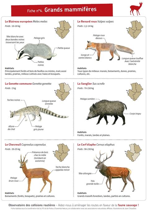 Fiche 4 grands mammifères faune charente maritime org