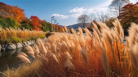 日本の秋の草が茂る川イラスト ススキのある秋のイメージ風景 岸辺に生えるススキのhd写真の写真 空背景壁紙画像素材無料ダウンロード