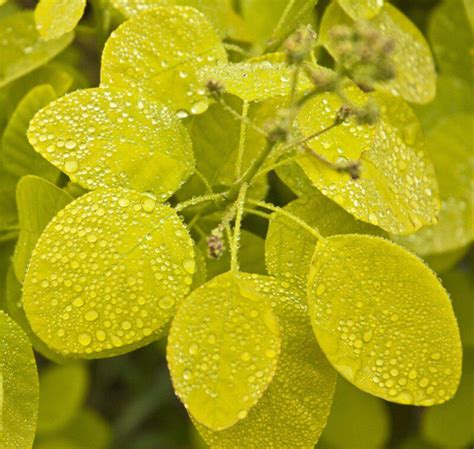 Cotinus Coggygria Golden Spirit Albero Della Nebbia Vendita Online