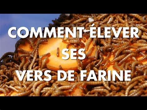 Comment élever facilement ses vers de farine Vers de farine