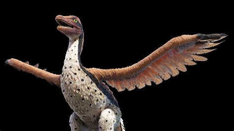 Archaeopteryx 3d Model Turbosquid 1587666