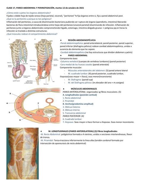 Músculos Abdominales Valentina Segura Chamblas Udocz