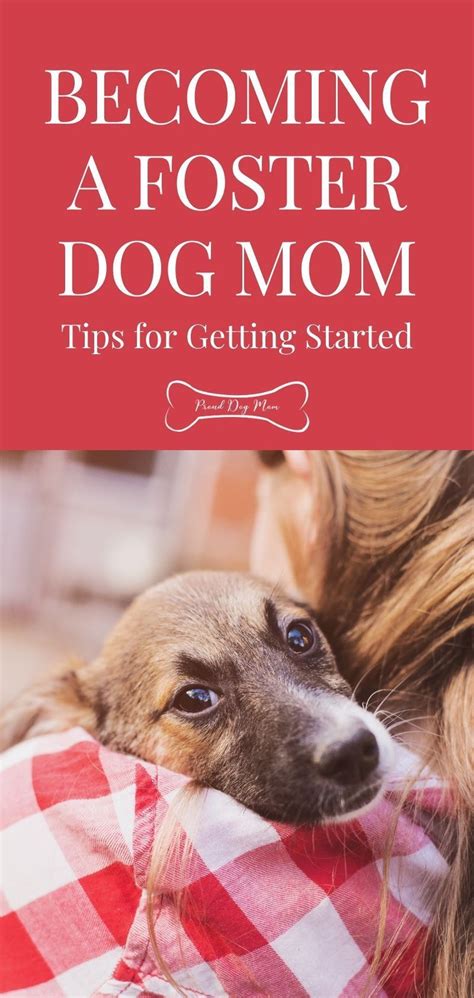 Fostering Dogs 101 Rachel Fusaro Shares Advice For Getting Started