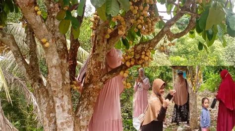 Paling Asyik Beli BUAH DUKU Langsung Dari Kebunnya Bisa Metik Sendiri