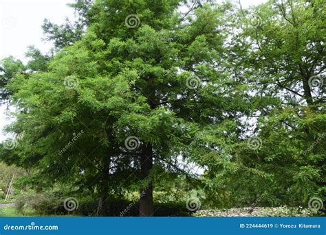 Bald Cypress Stock Image Image Of Growth Cone Distichum 224444619