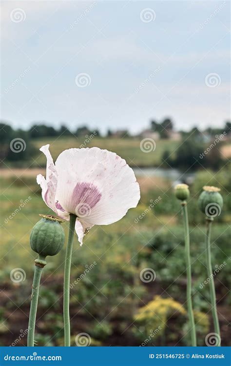 Somnifacient Poppy Papaver Somniferum Grows In The Land Stock Image