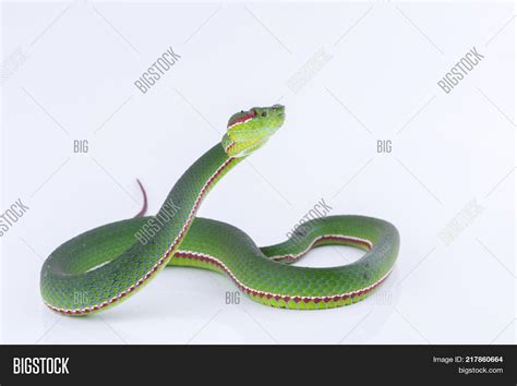 Green Pit Viper Bites Image & Photo (Free Trial) | Bigstock