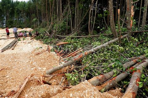 Pembabatan Hutan Mangrove Teluk Youtefa Papua Dihentikan ANTARA Foto