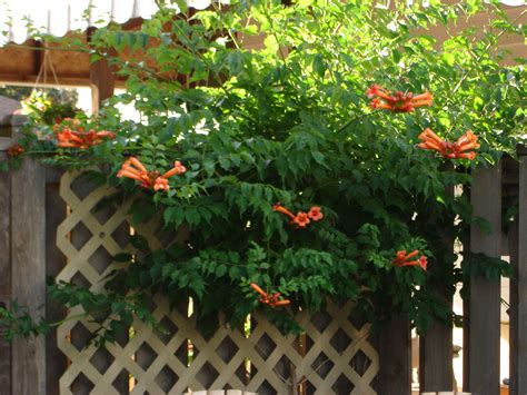 My Mid Summer Backyard Trumpet Vine Summer Backyard Trumpet Vines