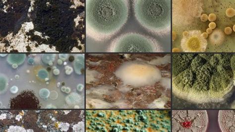 9 Most Common Types Of Mold In The Home & Tips To Remove Them