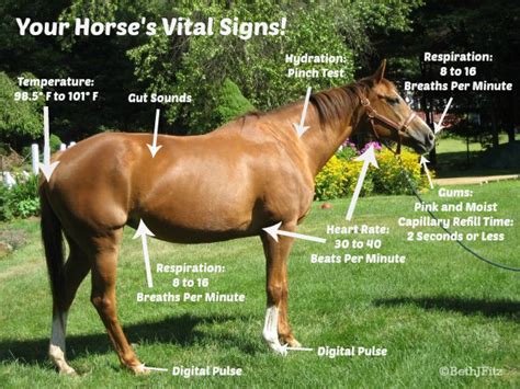 Horse Vital Signs Chart