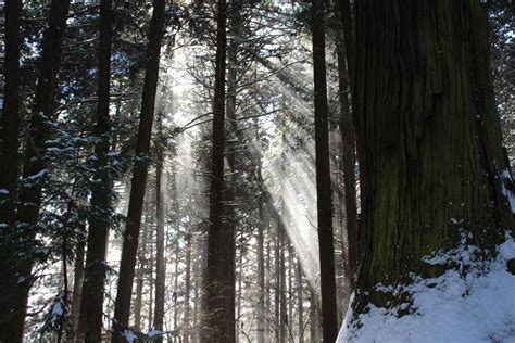 Free Images Landscape Tree Nature Wilderness Branch Snow Winter