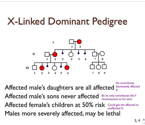 The Sry Gene Is Best Described As Quizlet