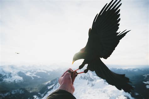 Free Images Mountain Wing Cloud Sky Beak Eagle Feather Bird Of