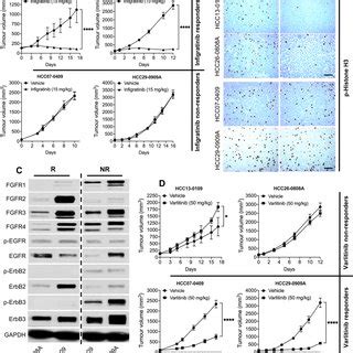 Proposed Mechanism Of Fgfr Erbb Regulation By Ezh The Initial