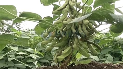 Soybean Cultivation In Kharif Season Express Tv Youtube